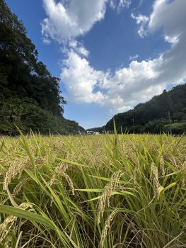 お米のチカラ